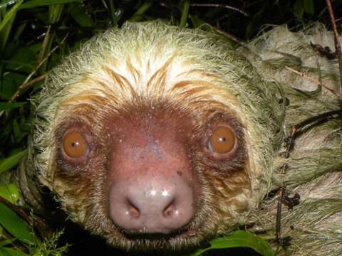 Image of two-toed sloths