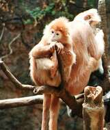 Image of Lutungs or leaf monkeys