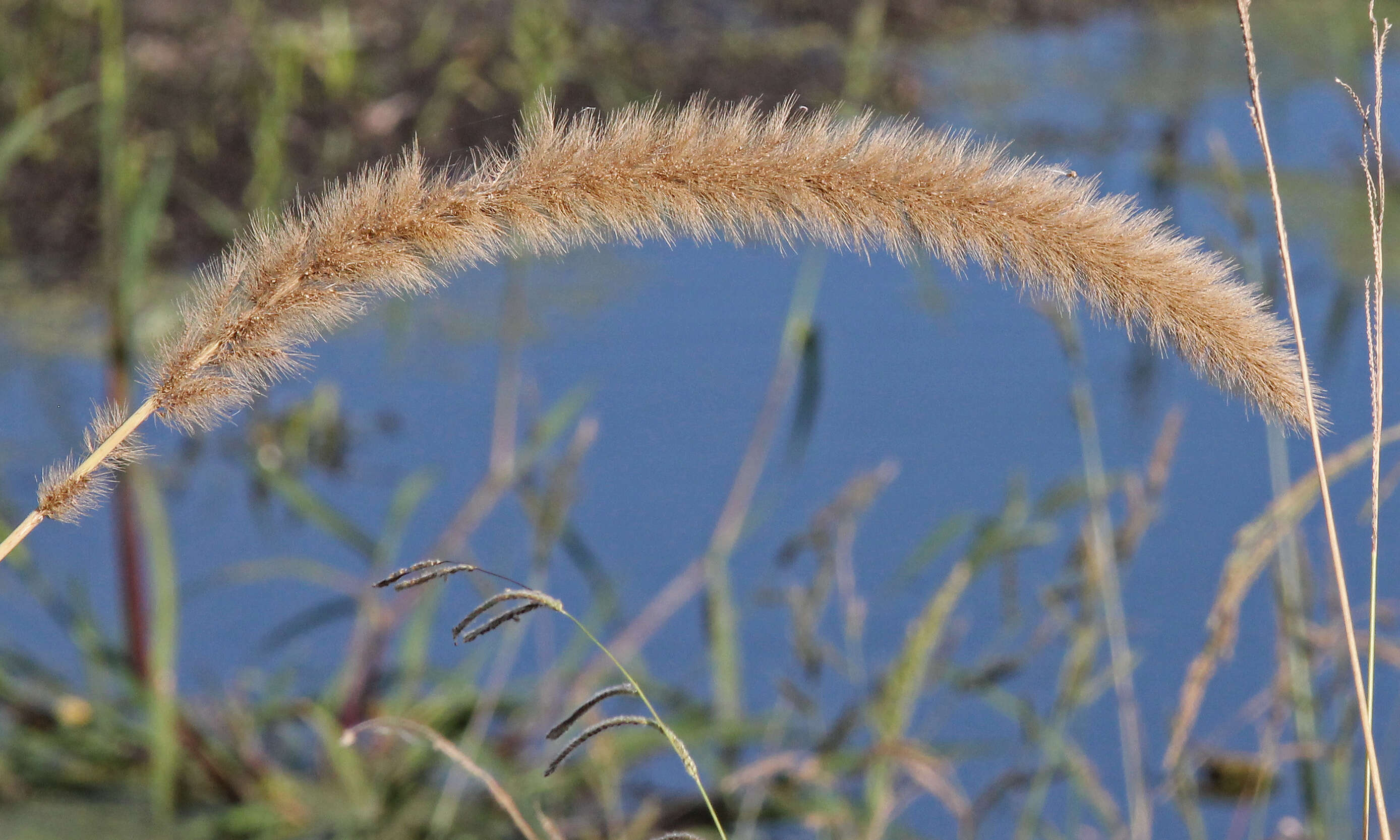 Image of Giant Bristle Grass