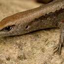 Image of Common Garden Skink