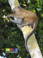 Image of Long-tailed Macaque