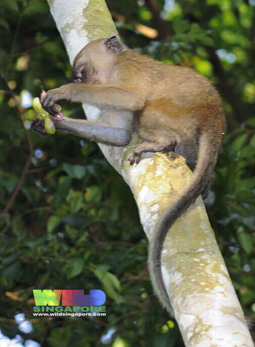 Image of Long-tailed Macaque