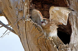 Image of Australian Kestrel