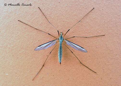 Image of Marsh crane fly