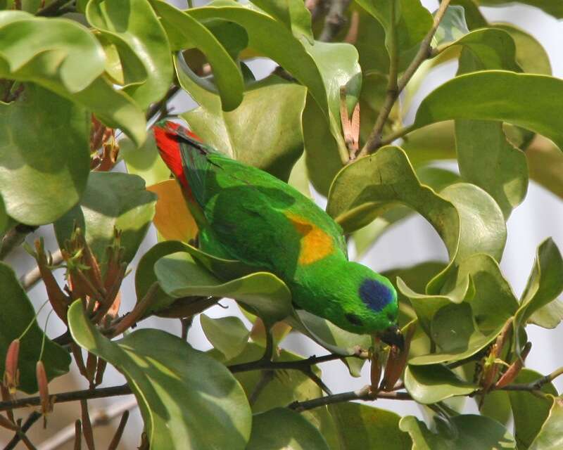 Image of Blue-crowned Hanging Parrot