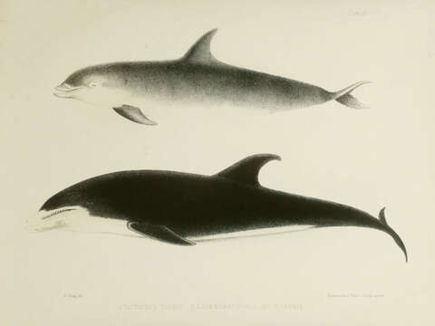 Image of White-beaked Dolphin