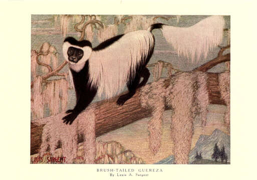 Image of Black-and-white Colobus Monkeys