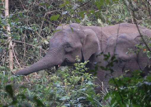 Image of Indian elephant