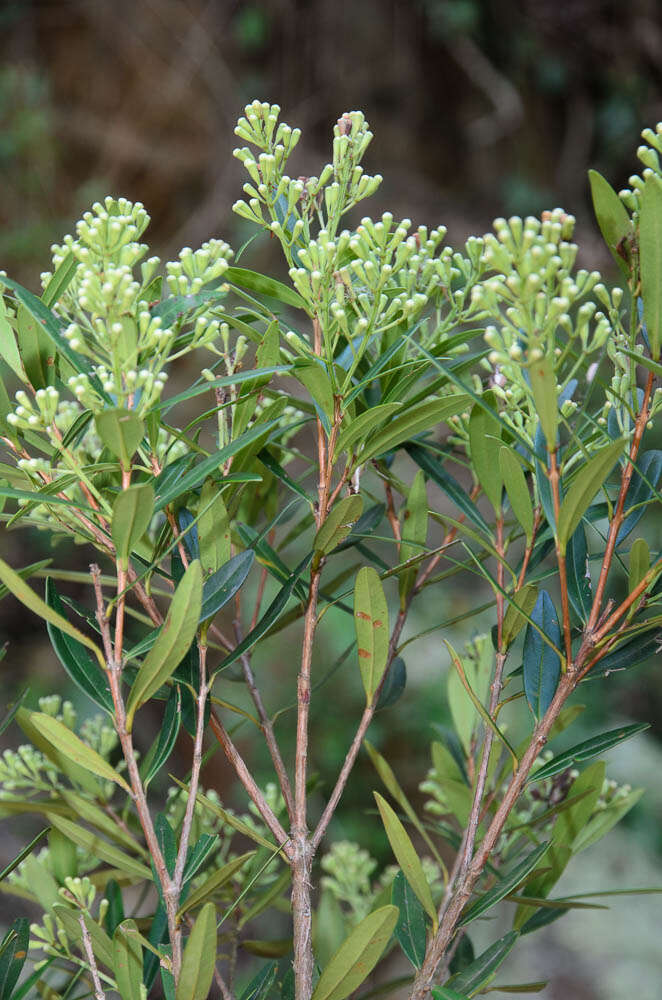 Image of Syzygium tsoongii (Merr.) Merr. & L. M. Perry