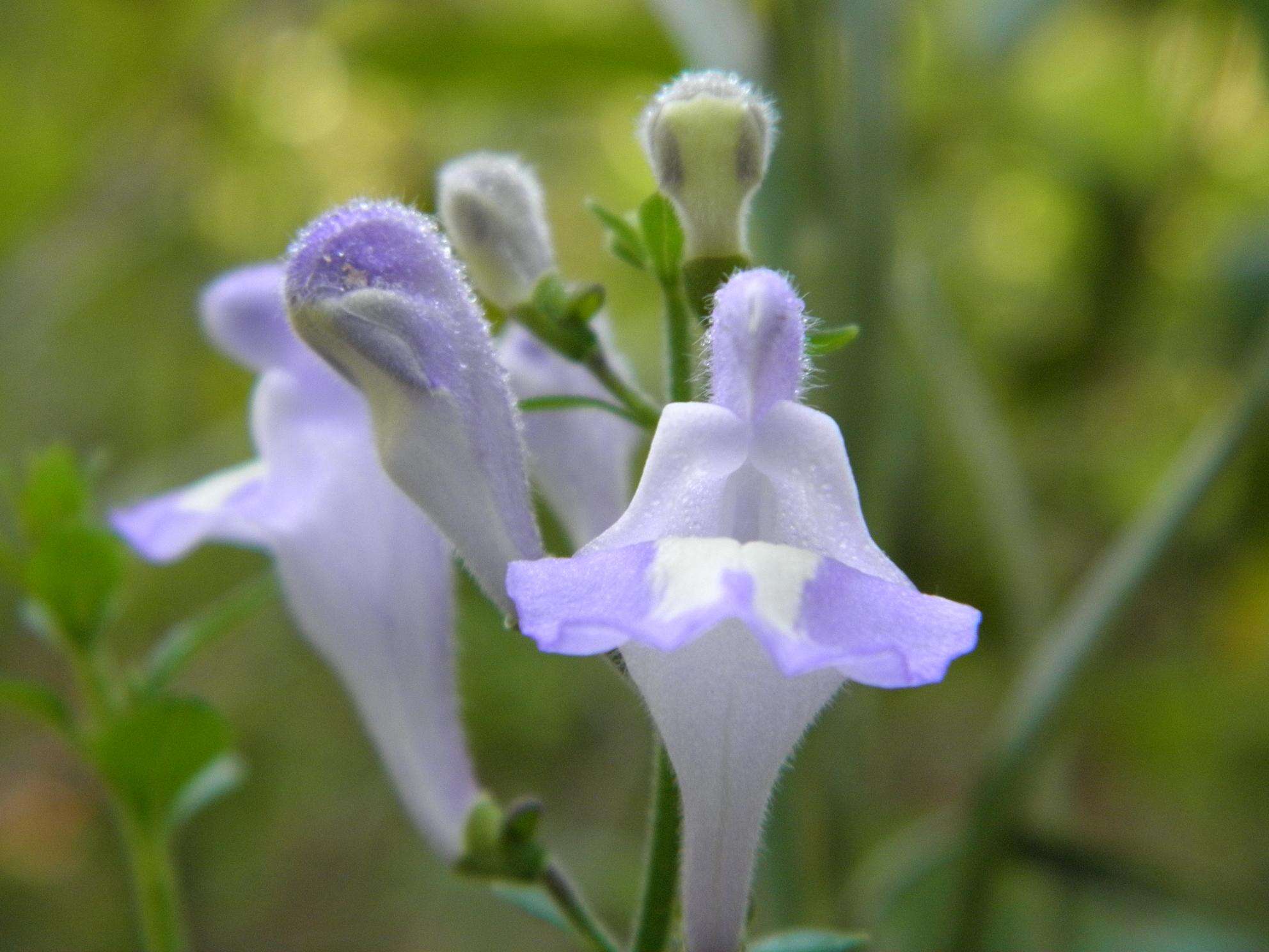 Image of helmet flower