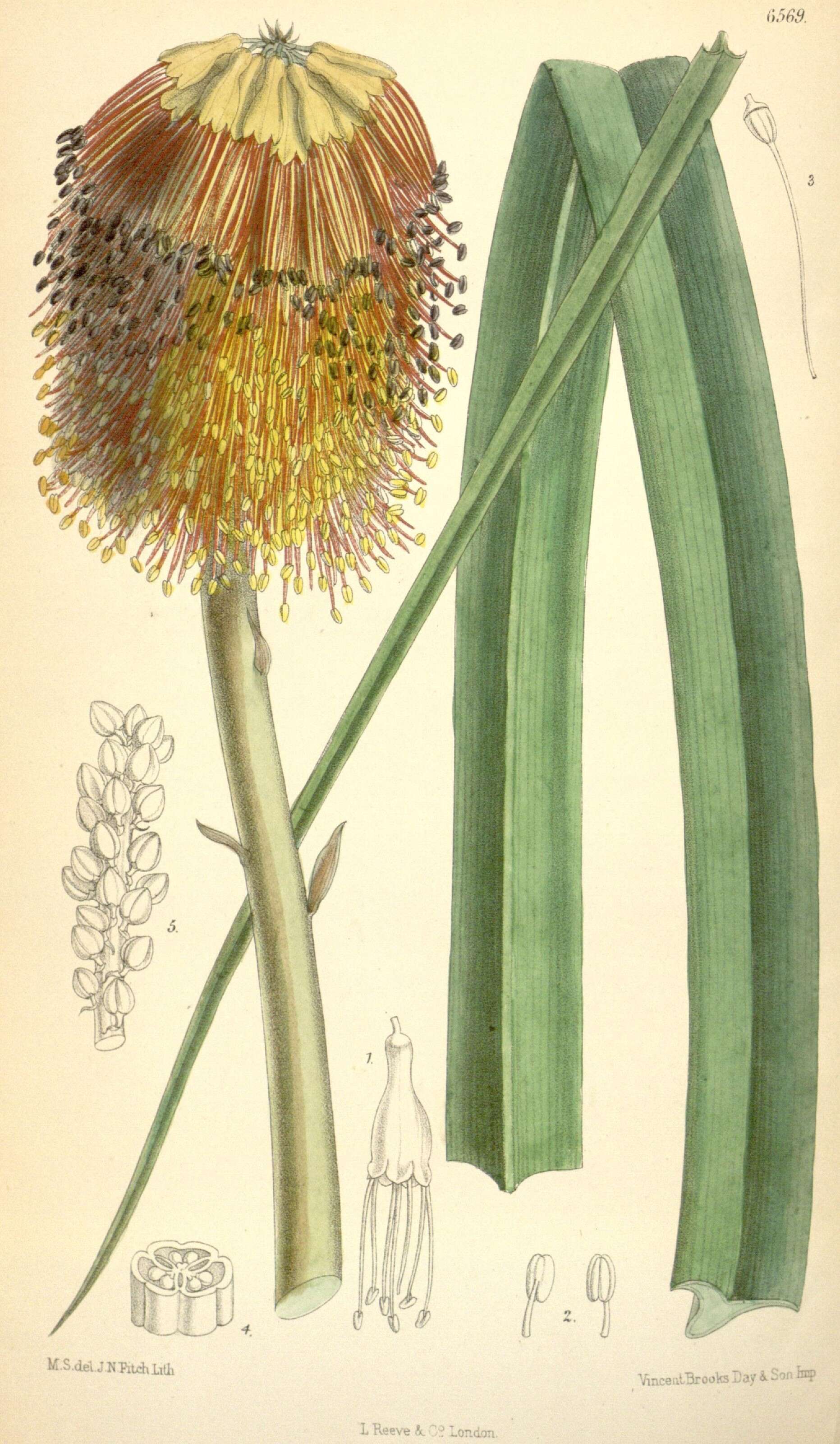 Image of Kniphofia pumila (Aiton) Kunth