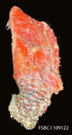 Image of Scalpelliformes Buckeridge & Newman 2006