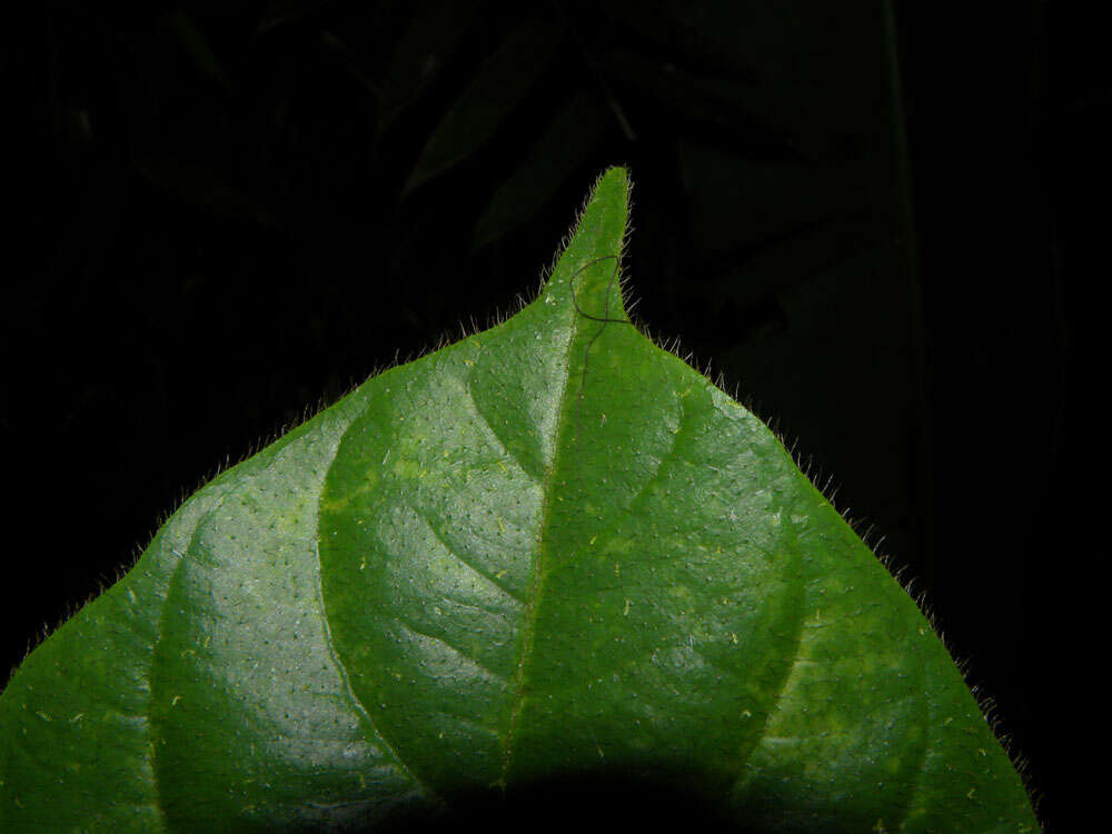 Image of Duroia costaricensis Standl.