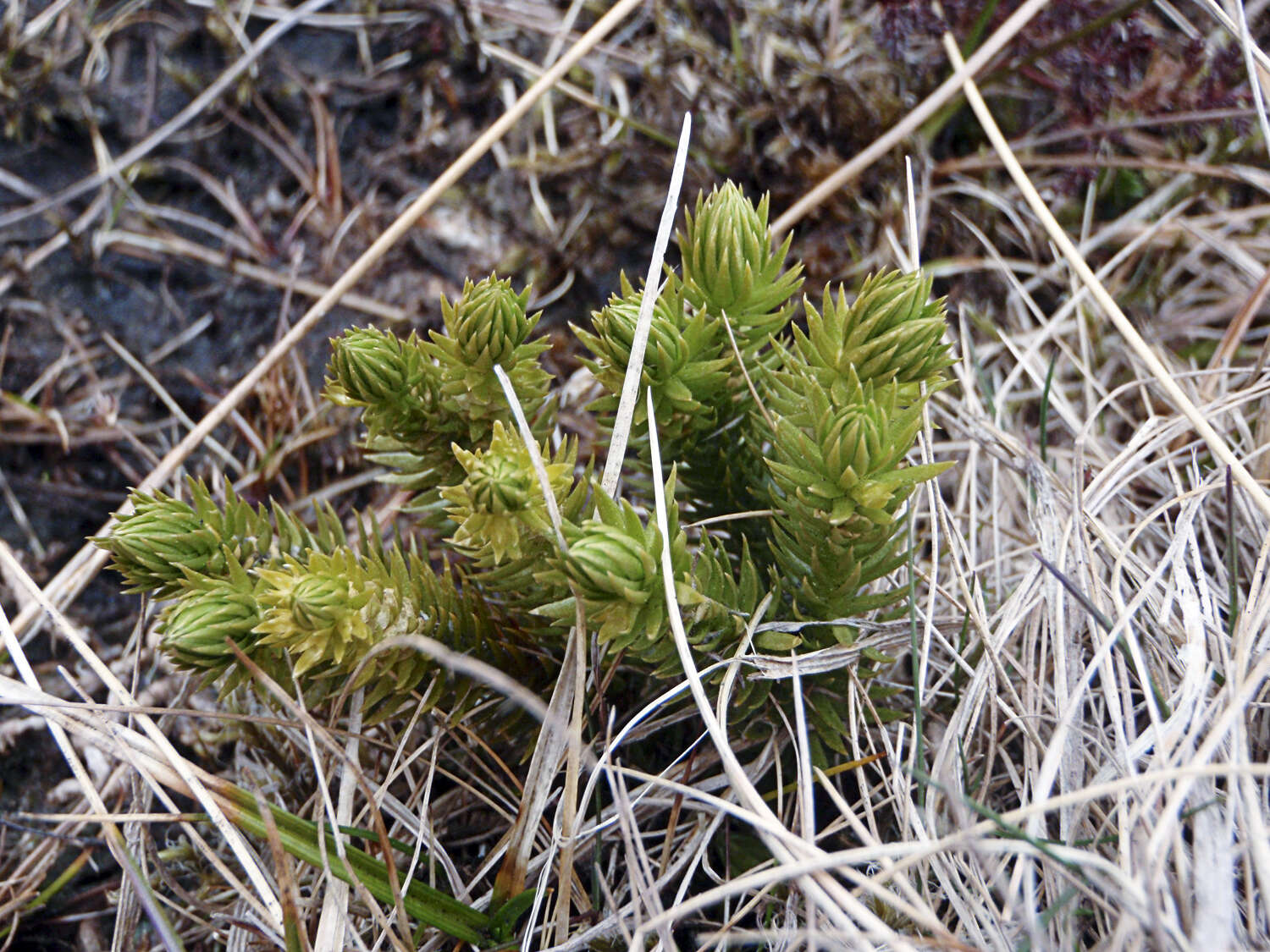 Image of clubmoss