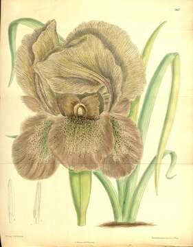 Plancia ëd Iris gatesii Foster