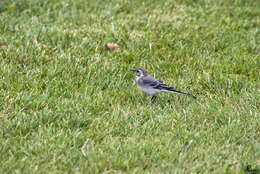 Image of Indian Pied Wagtail