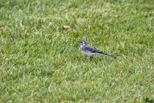 Image of Motacilla alba alba Linnaeus 1758