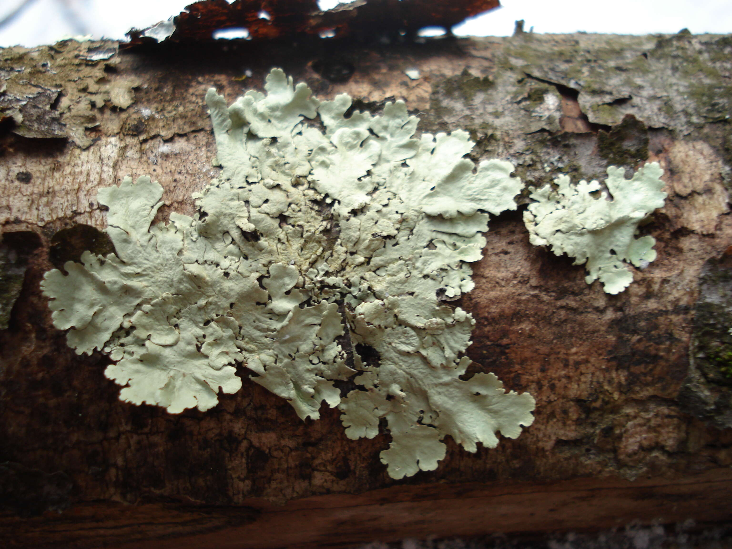 Image of Common greenshield lichen