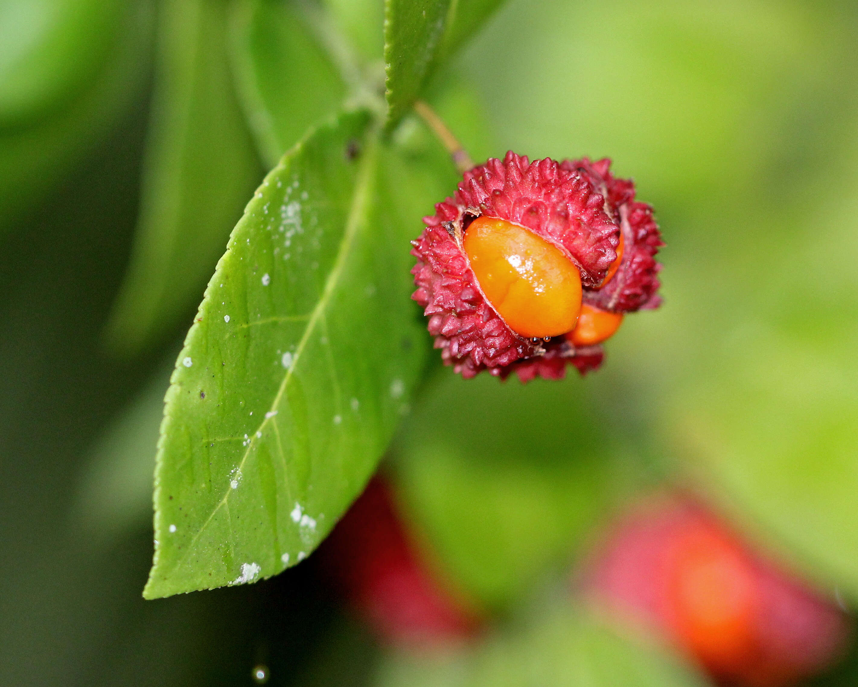 Euonymus americanus L. resmi