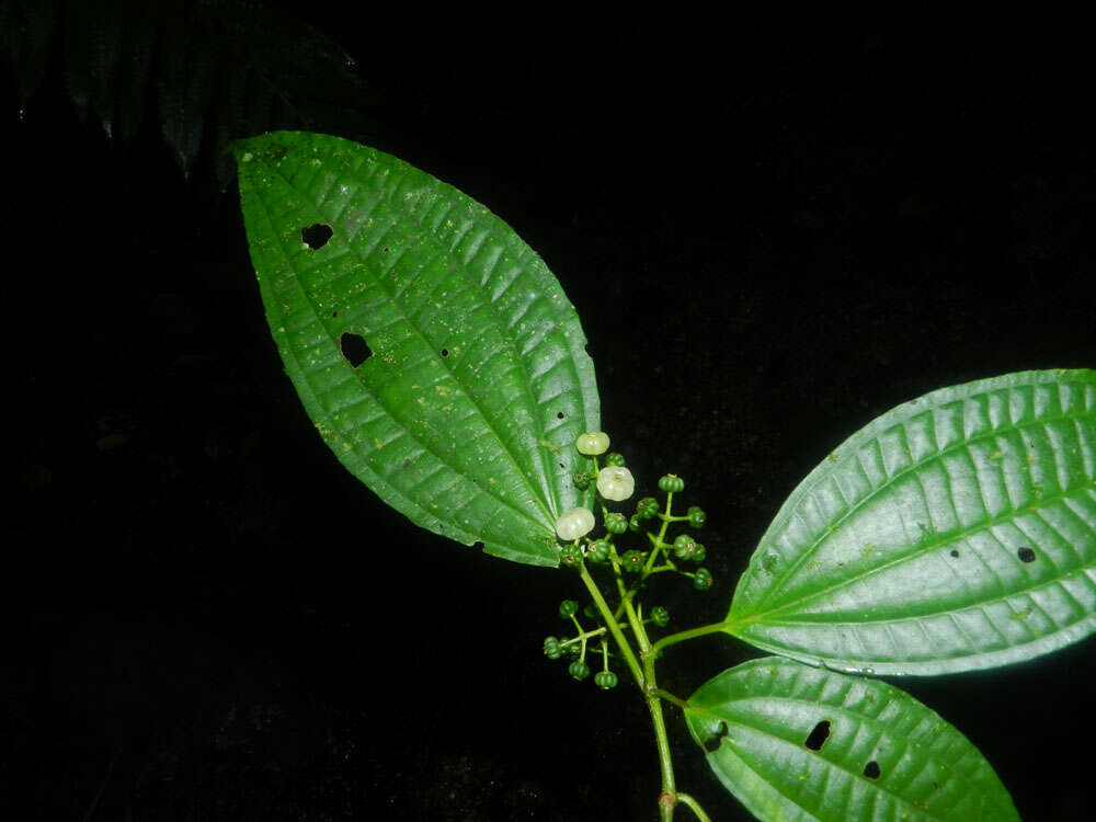 Image of Miconia neomicrantha W. S. Judd & J. D. Skean