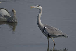 Image of Grey Heron