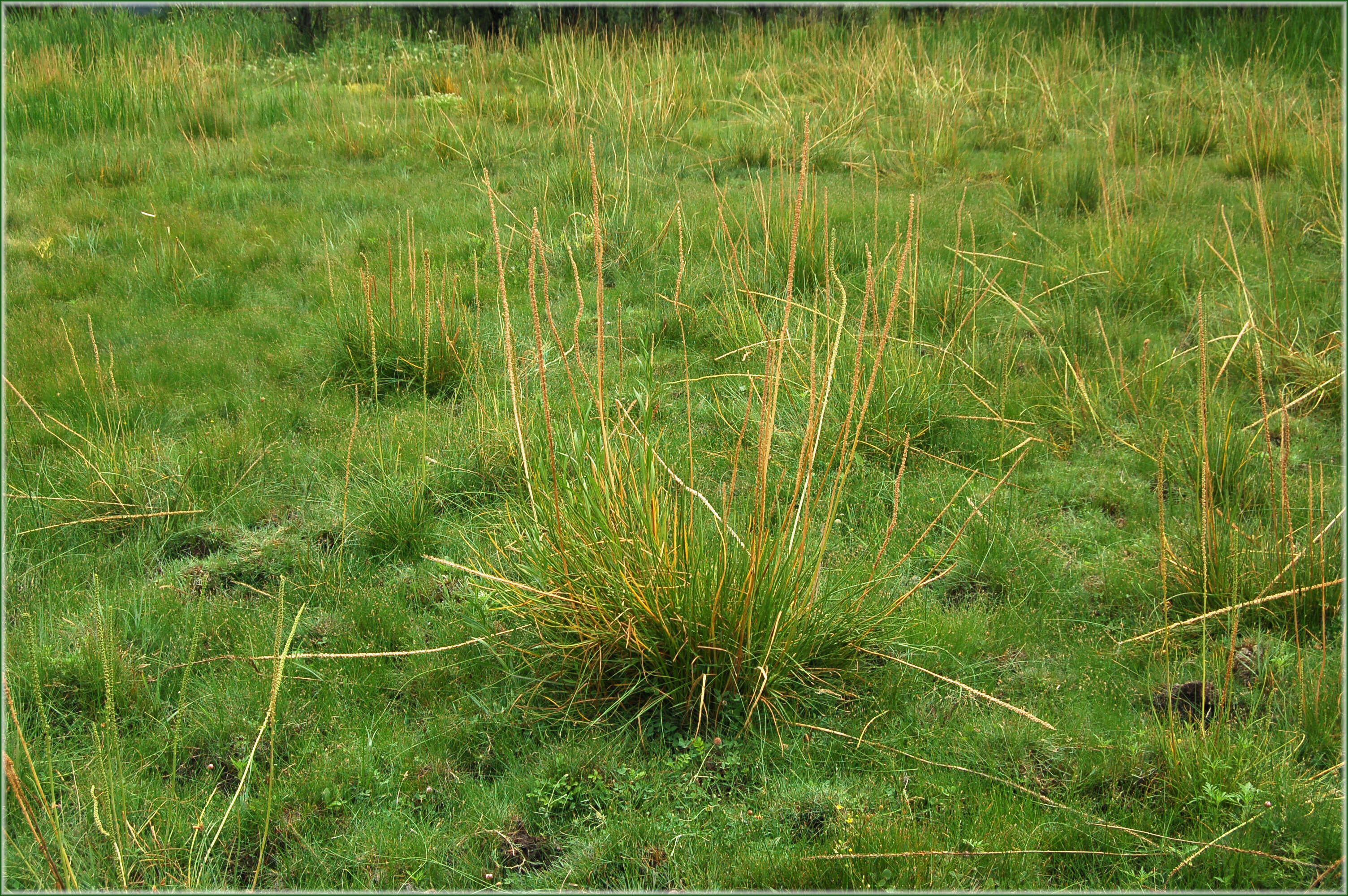 Image of arrow-grass family