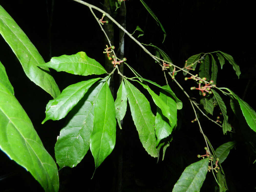 Image of Sorocea affinis Hemsl.