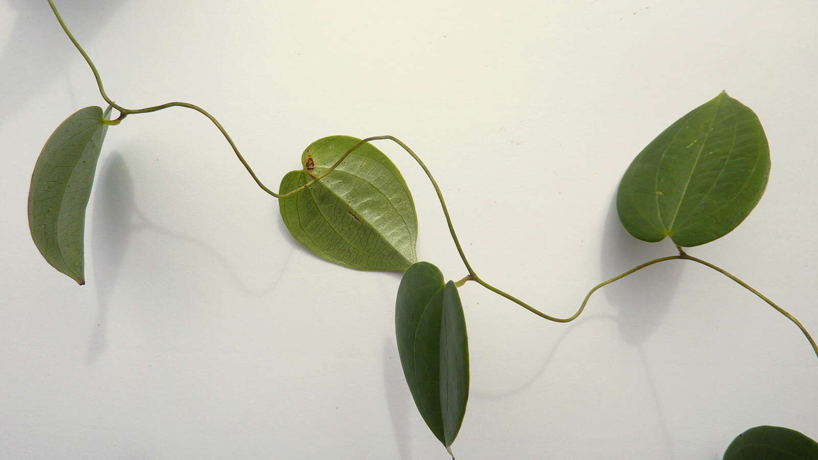 Image of Dioscorea sincorensis R. Knuth