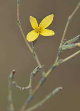 Lactuca viminea (L.) J. & C. Presl的圖片