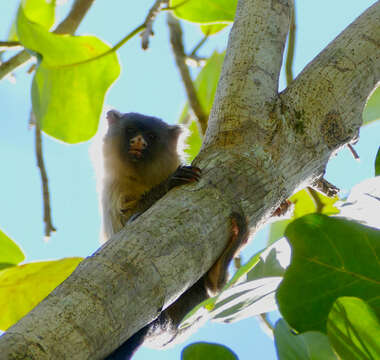 Image of Black-tailed Marmoset