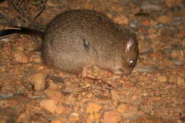 Imagem de Bettongia penicillata Gray 1837