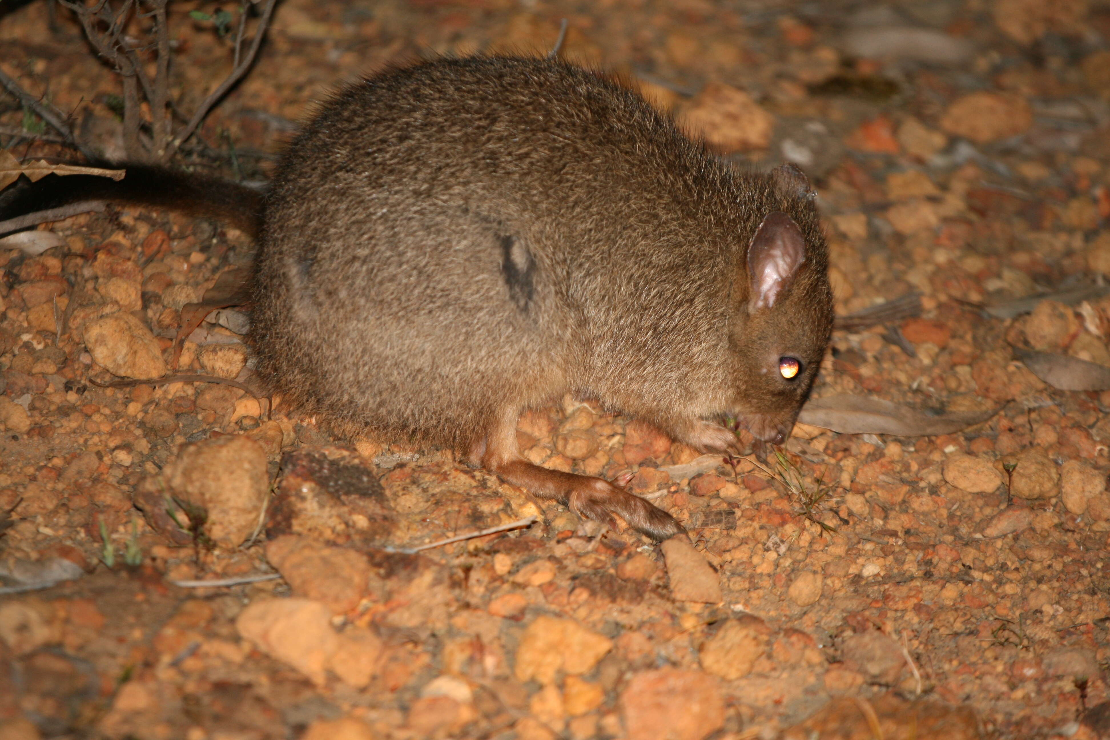 Image of bettongs, potoroos, and rat kangaroos