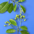 Image of Elaeodendron viburnifolium (Juss.) Merrill