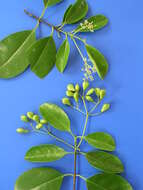 Image of Elaeodendron