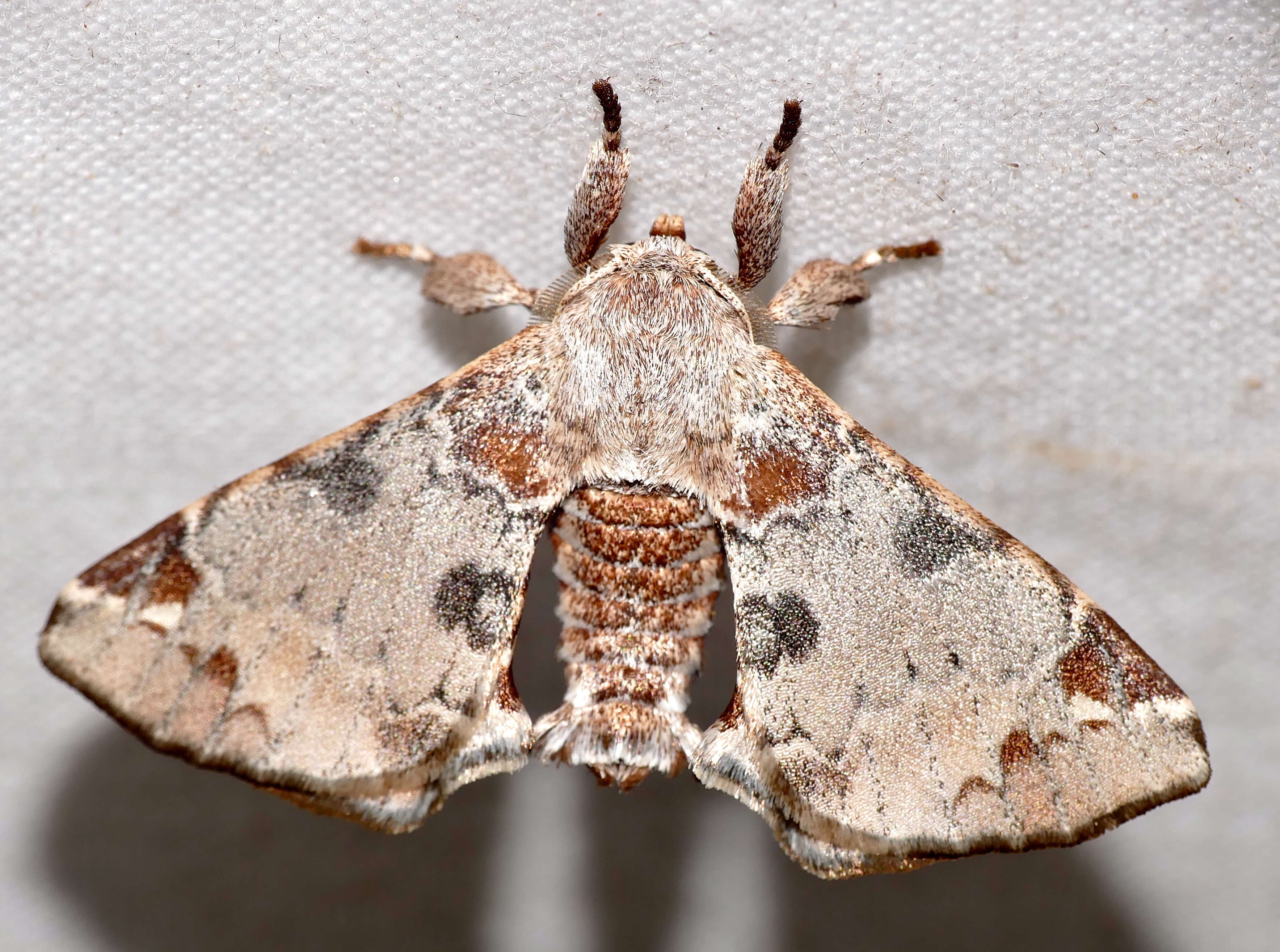 Image of apatelodod moths