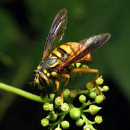 Image of Spilomyia alcimus (Walker 1849)