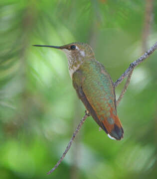 Image of Rufous Hummingbird