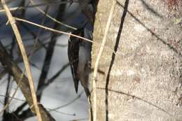 Image of American Tree-Creeper