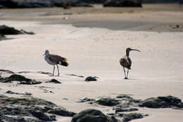 Image of Willet