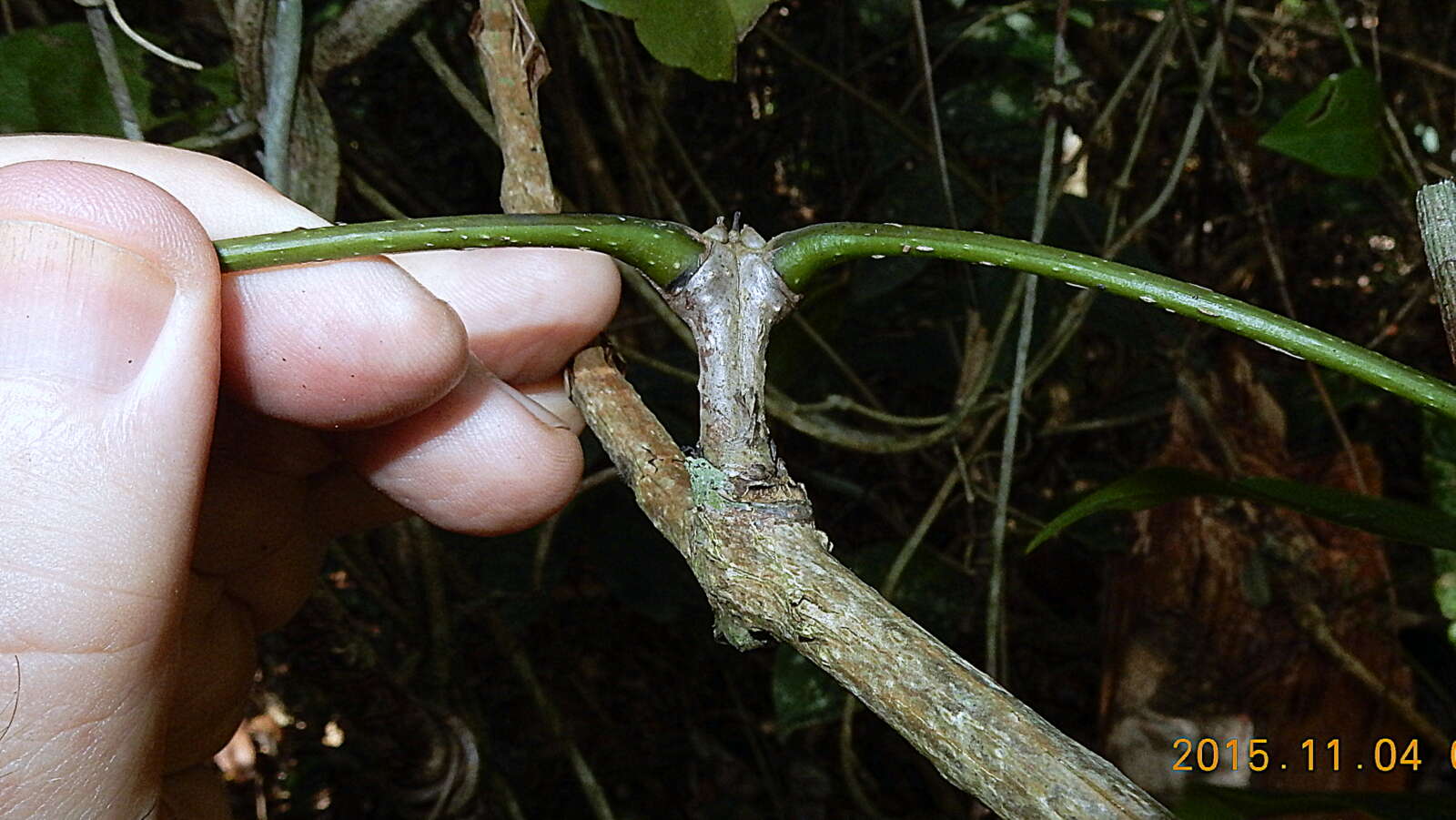 Imagem de Adenocalymma validum (K. Schum.) L. G. Lohmann