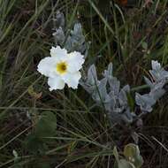 Image of rocktrumpet