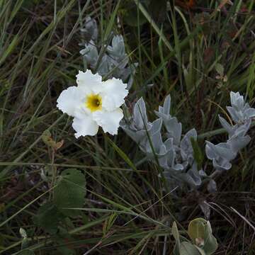 Image of Mandevilla velame (A. St.-Hil.) Pichon