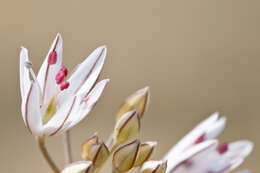 Image of Allium moschatum L.
