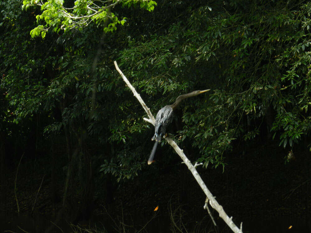 Image de Anhinga d'Amérique