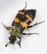 Nicrophorus resmi