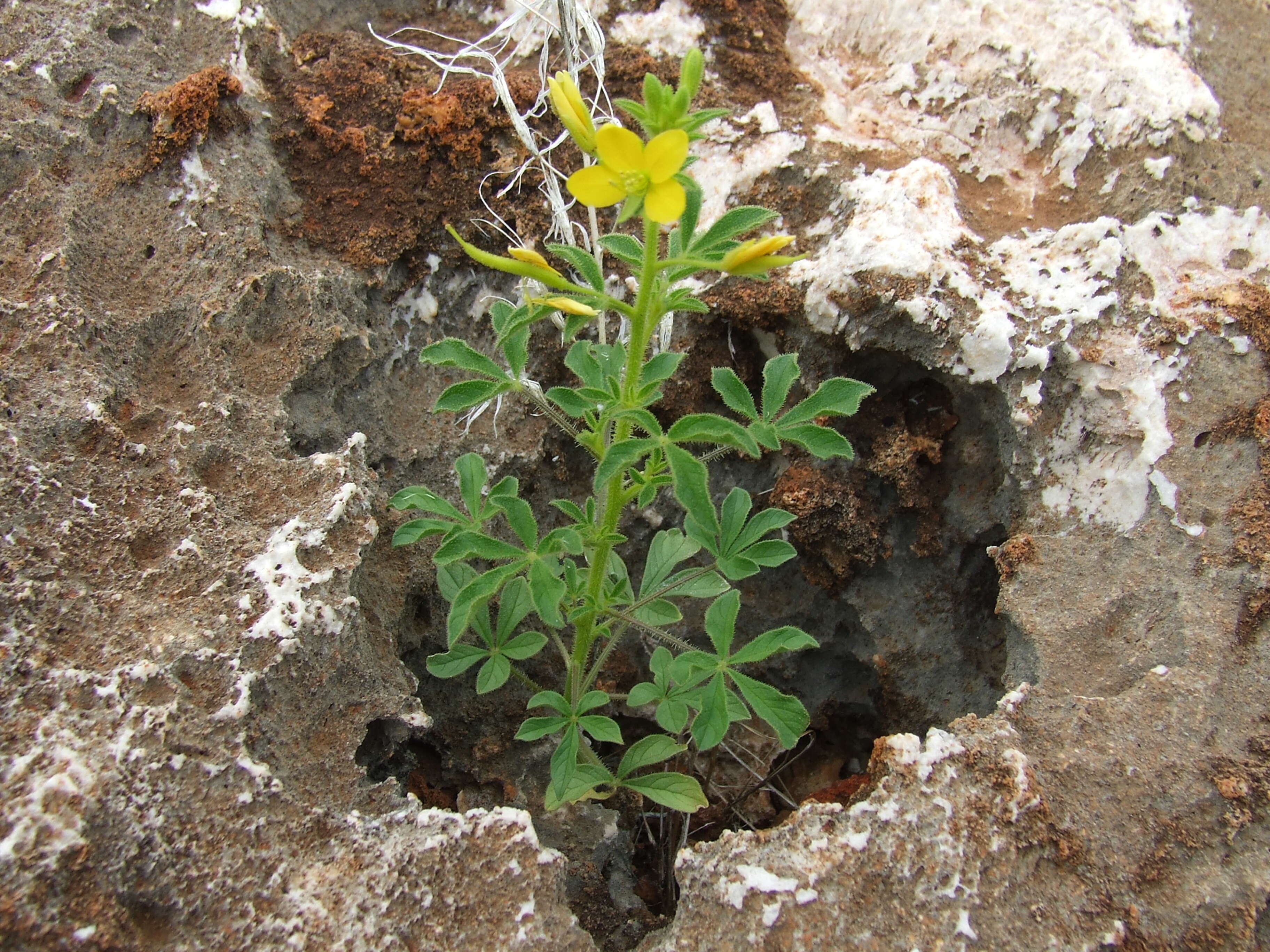 Image of spiderflower