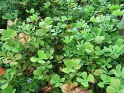 Image of waterclover