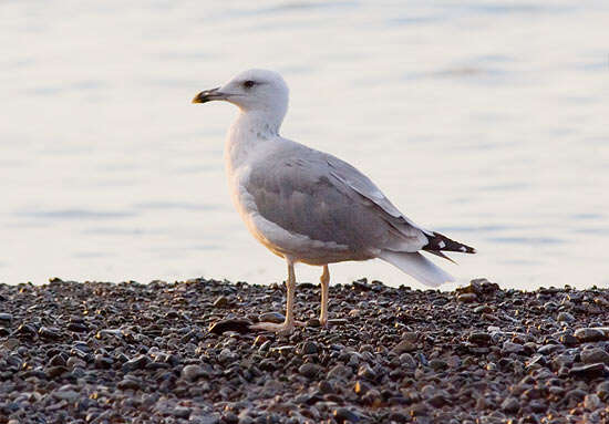 Image of Caspian Gull