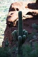 Image of saguaro