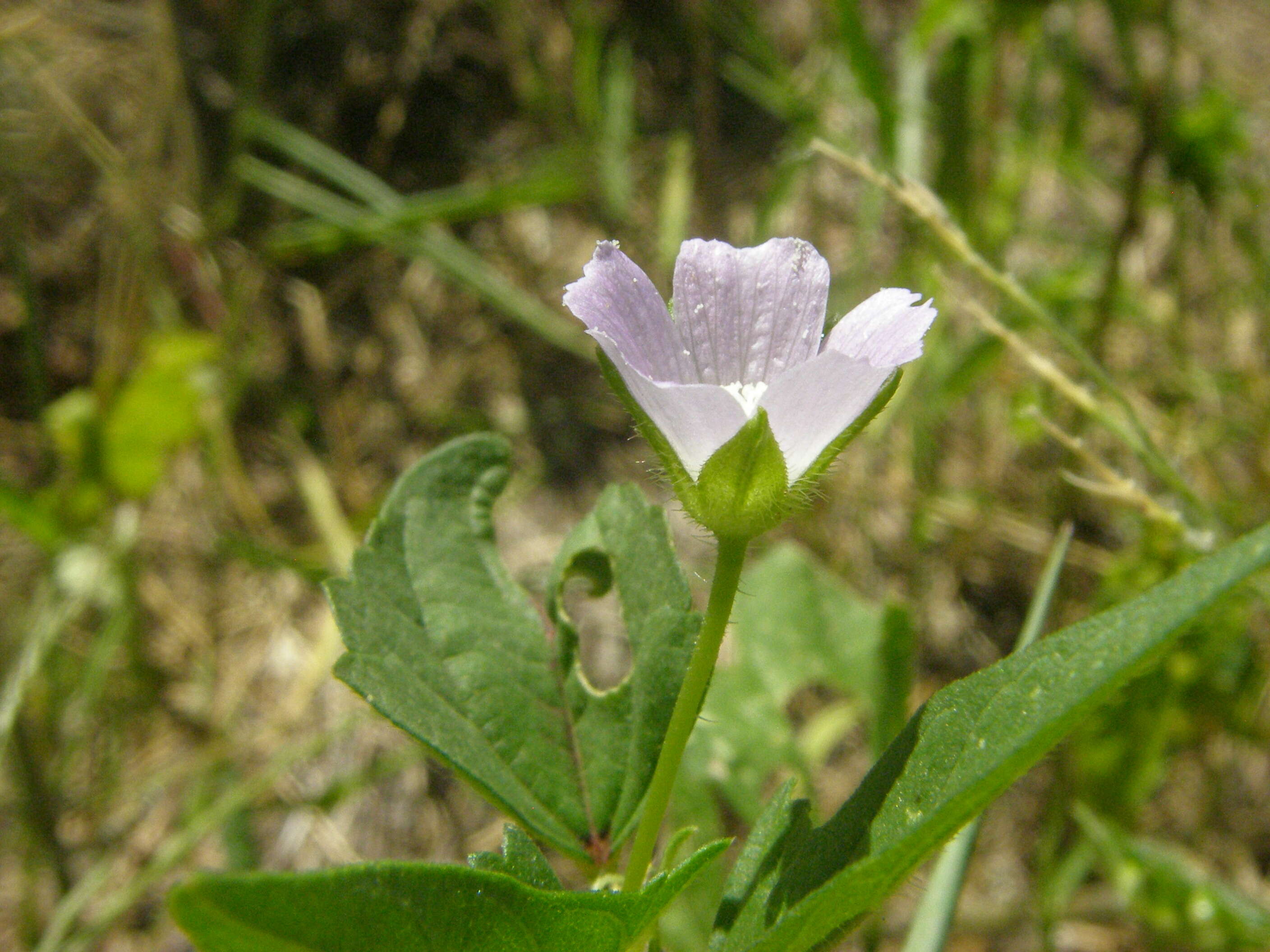 Image of crested anoda